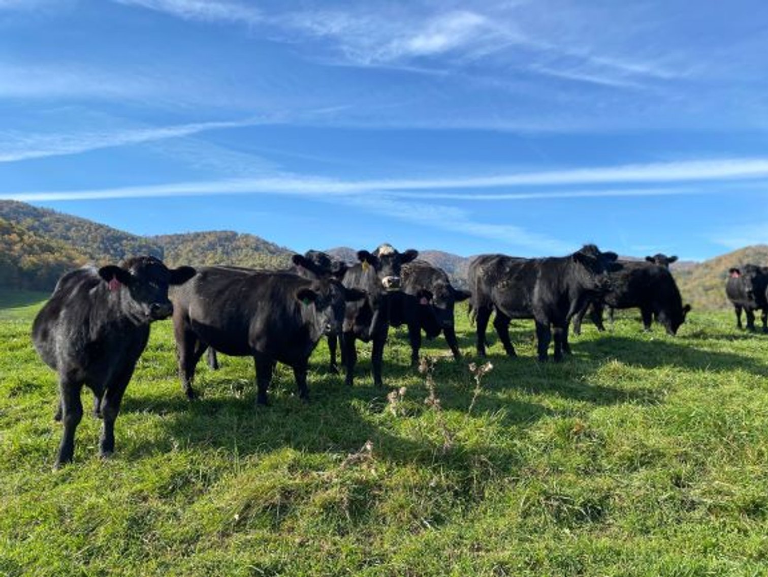 Image for Leachman East Coast Stabilizer Sale