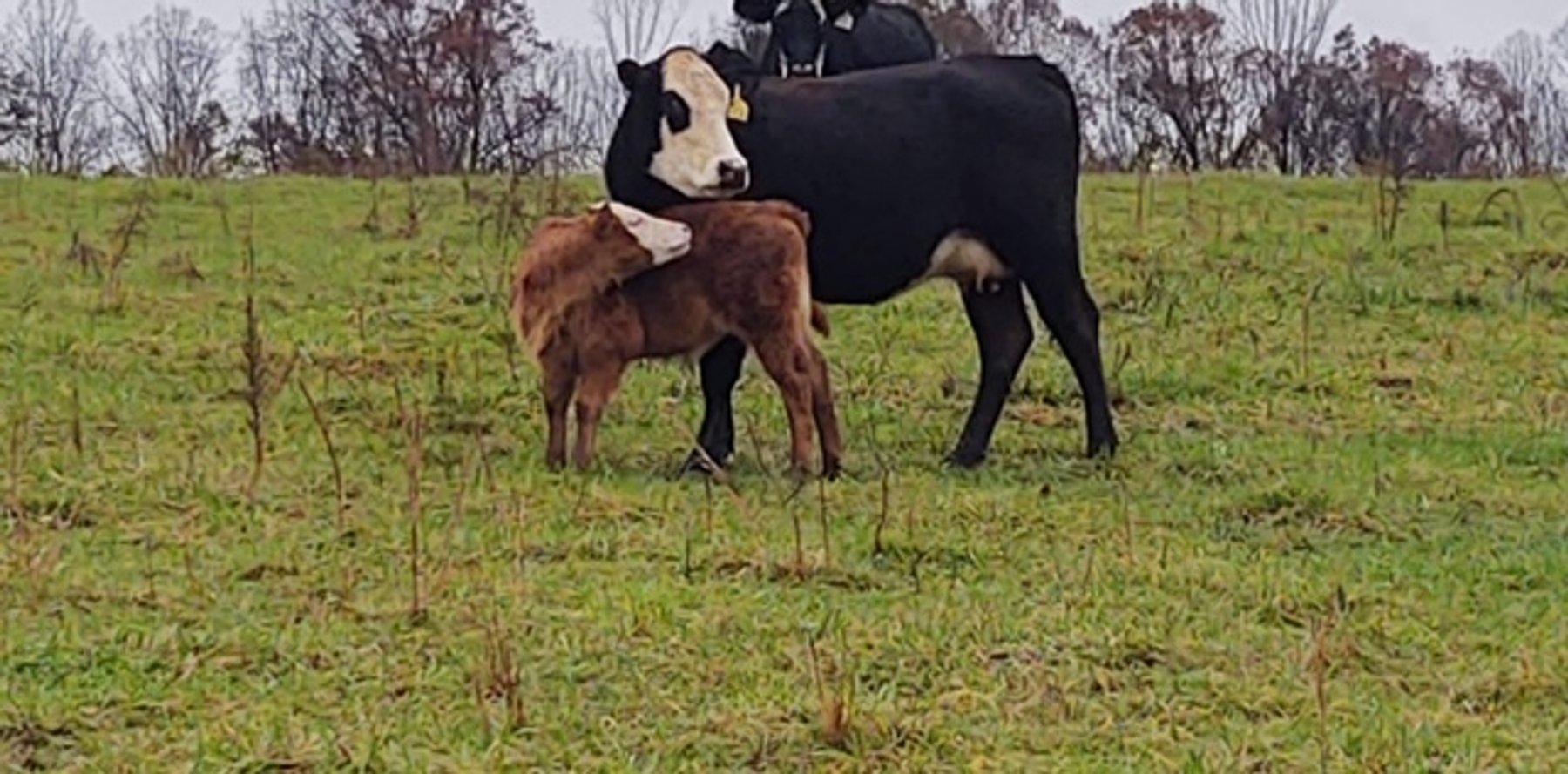 Image for Leachman East Coast Stabilizer Sale