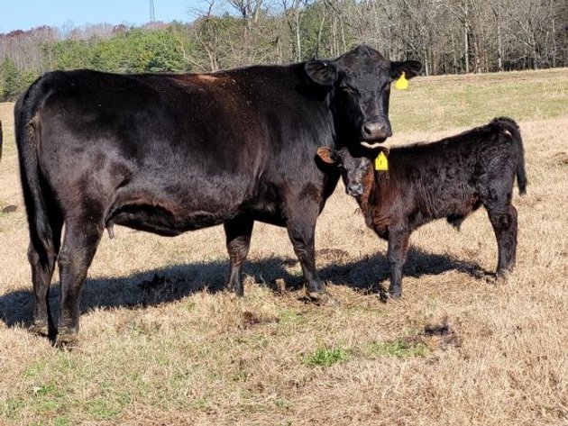 Cattle Auction