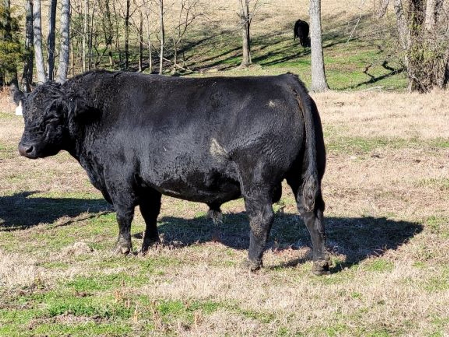 Image for Cattle Auction