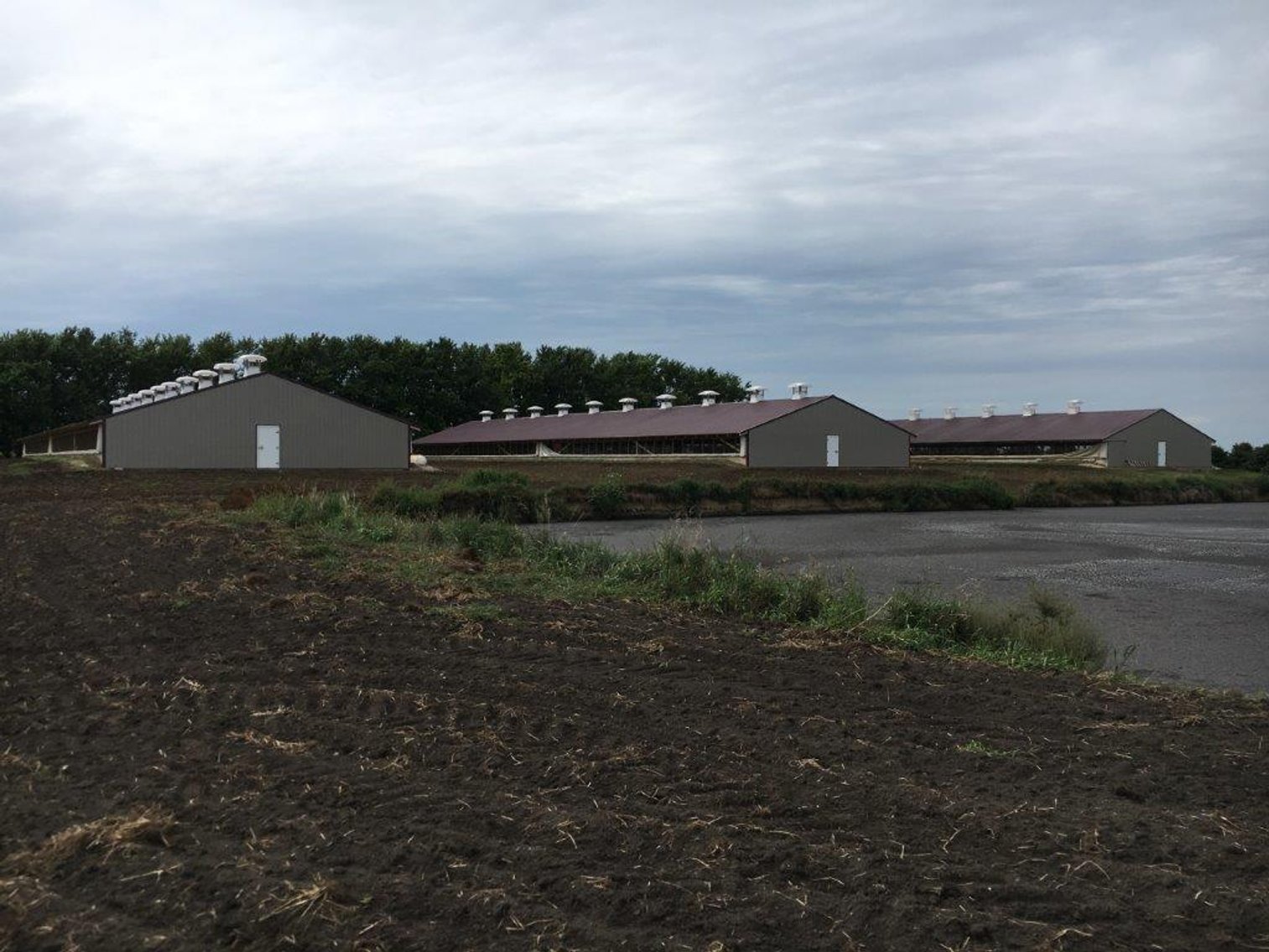 Image for 3300 Head Hog Site and Machinery Auction!