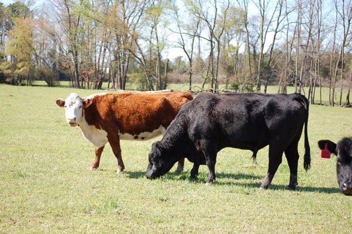 CATTLE AUCTION