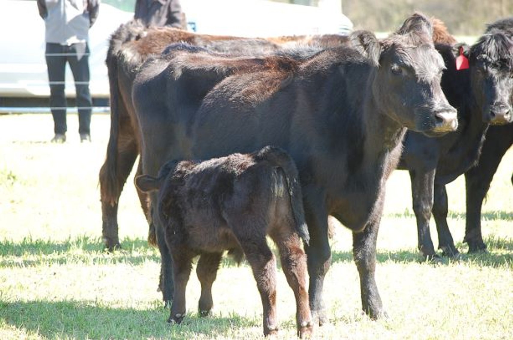 Image for CATTLE AUCTION