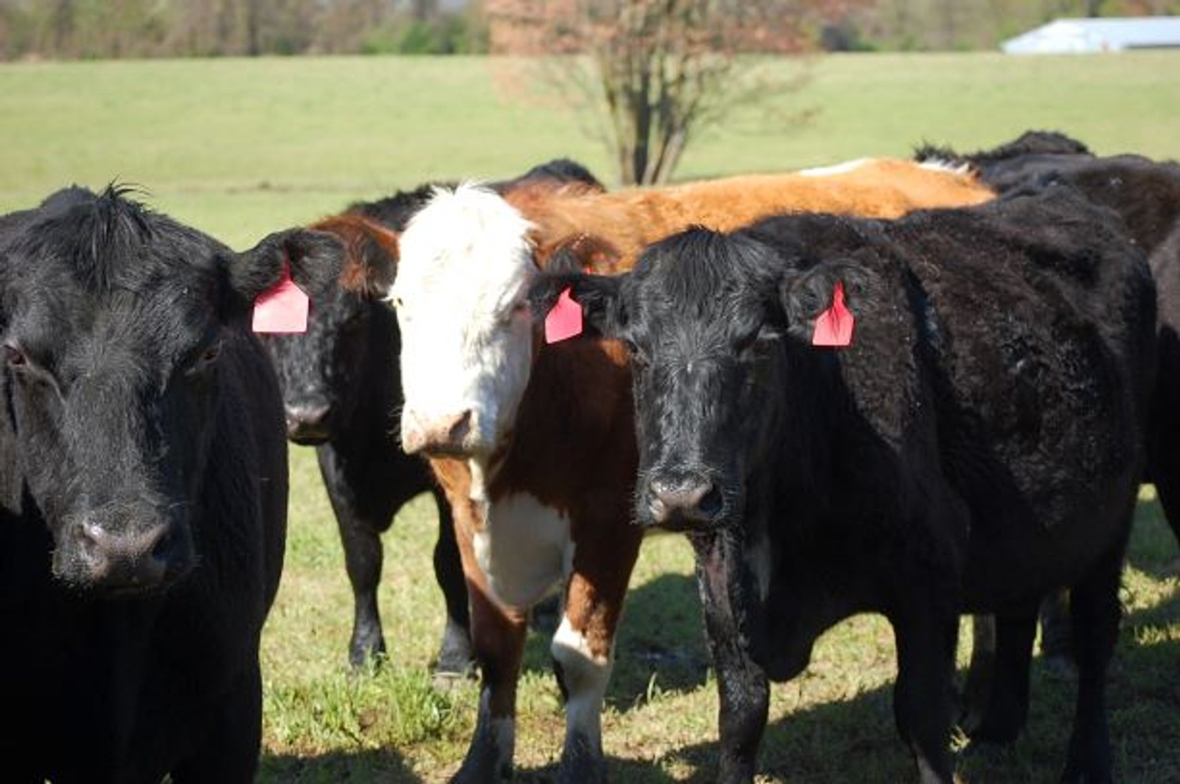 Image for CATTLE AUCTION