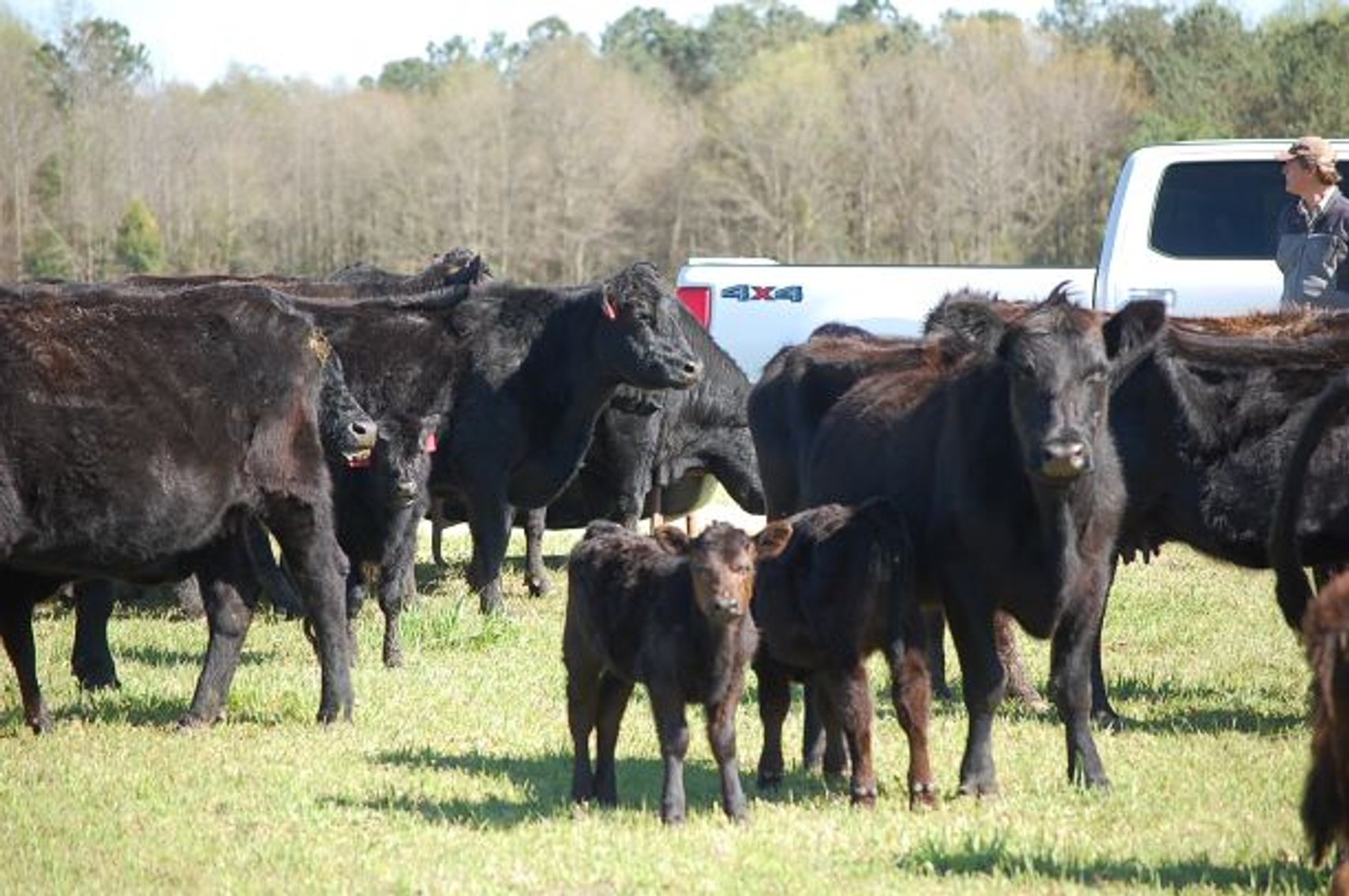 Image for CATTLE AUCTION