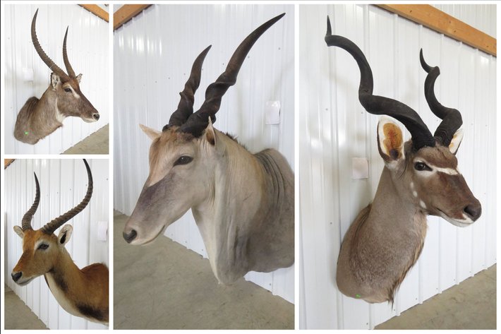 Image for Taxidermy Mounts