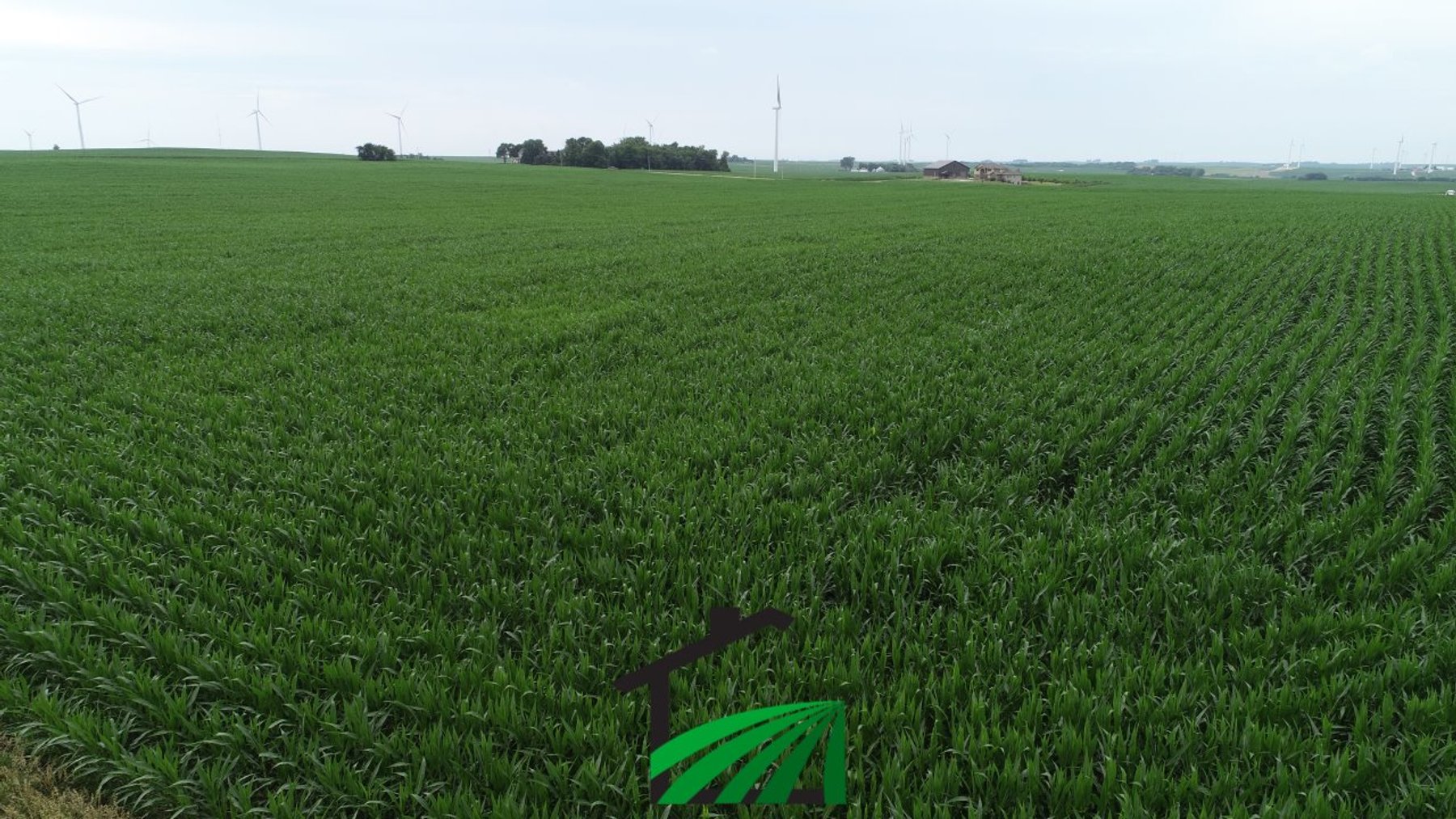 Image for Carroll County, Iowa Farmland Auction