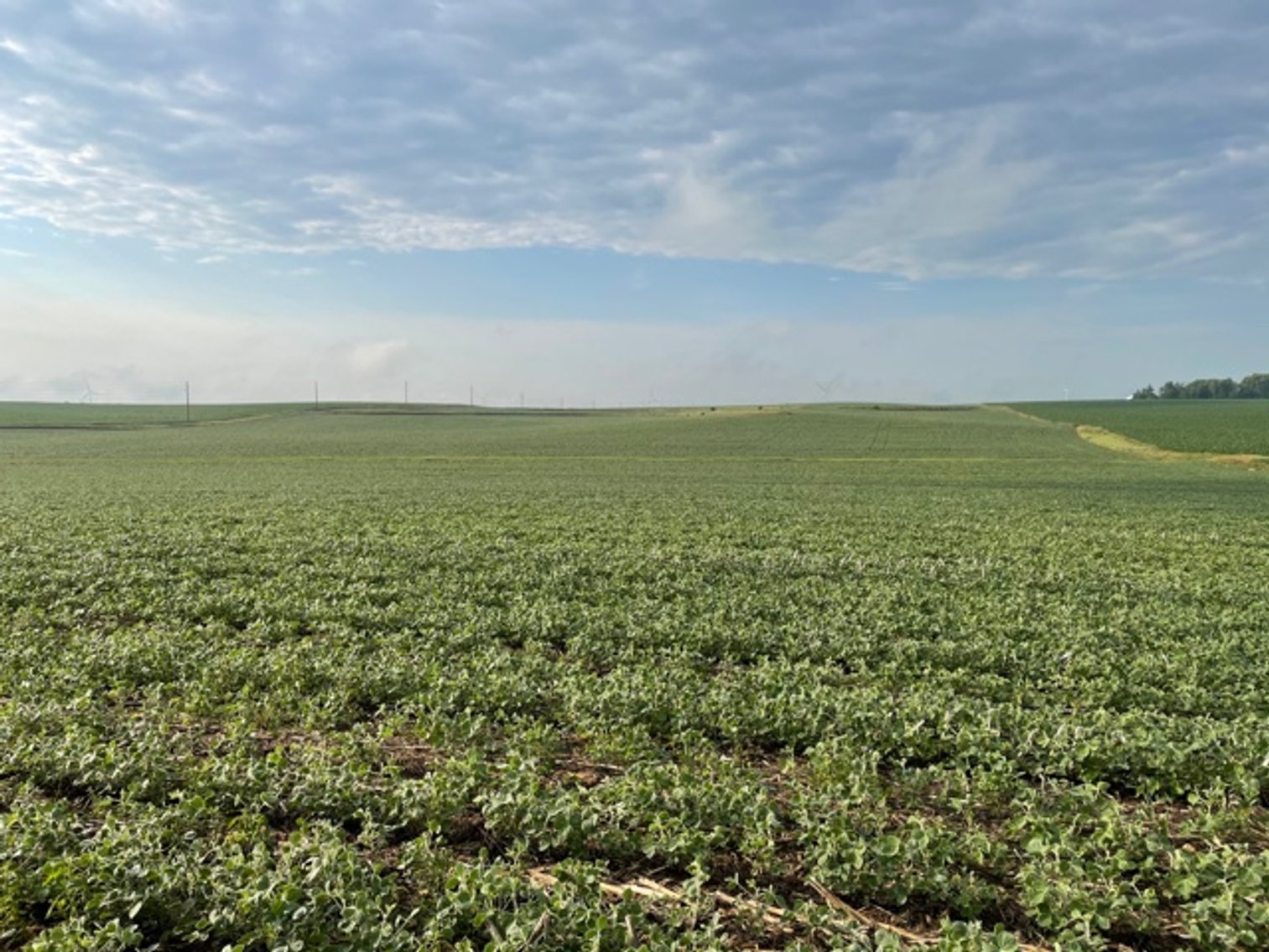 Image for Ida County, IA Farmland Auction