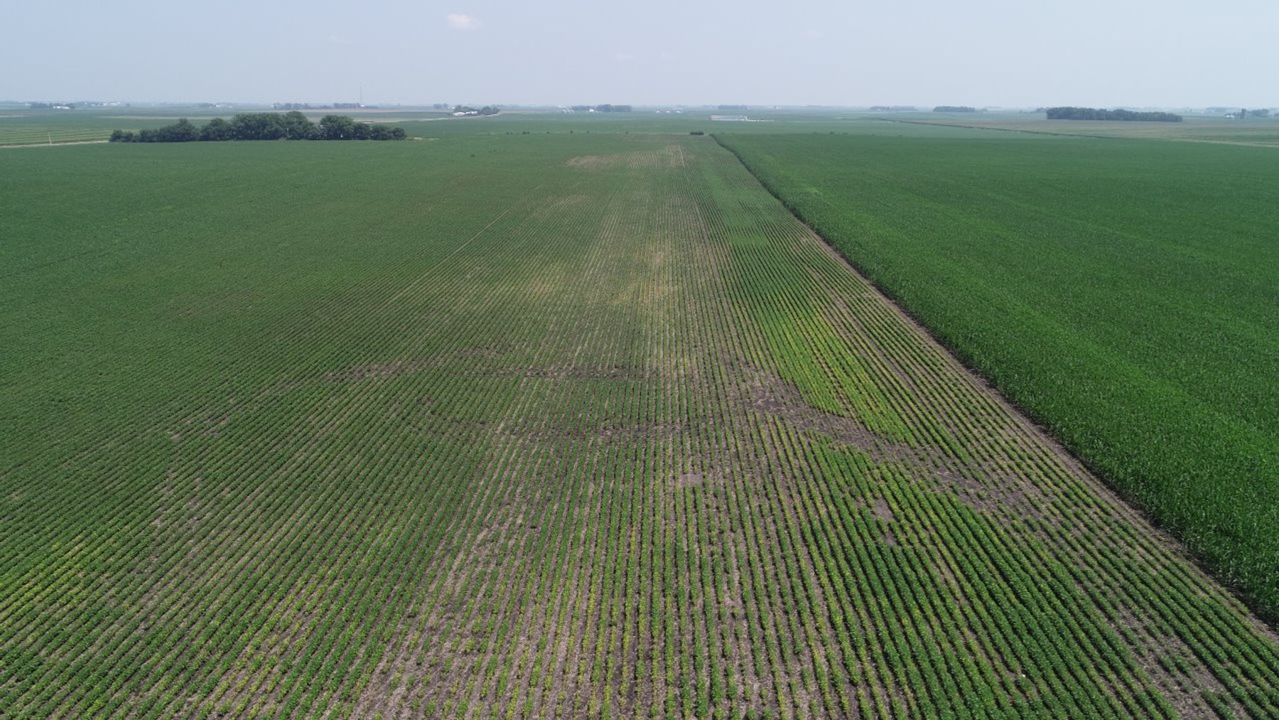 Image for Calhoun County Farmland Auction!
