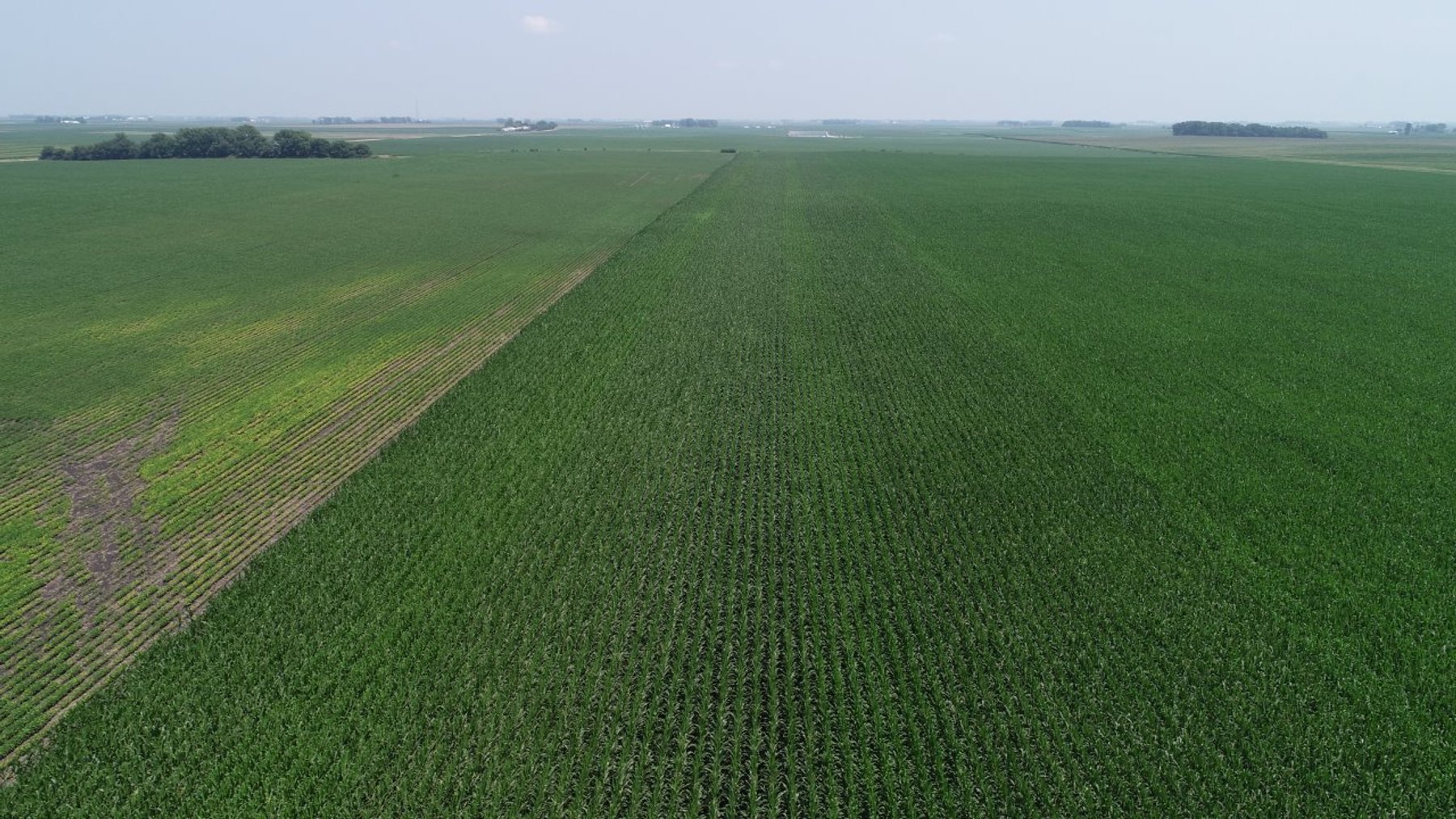 Image for Calhoun County Farmland Auction!