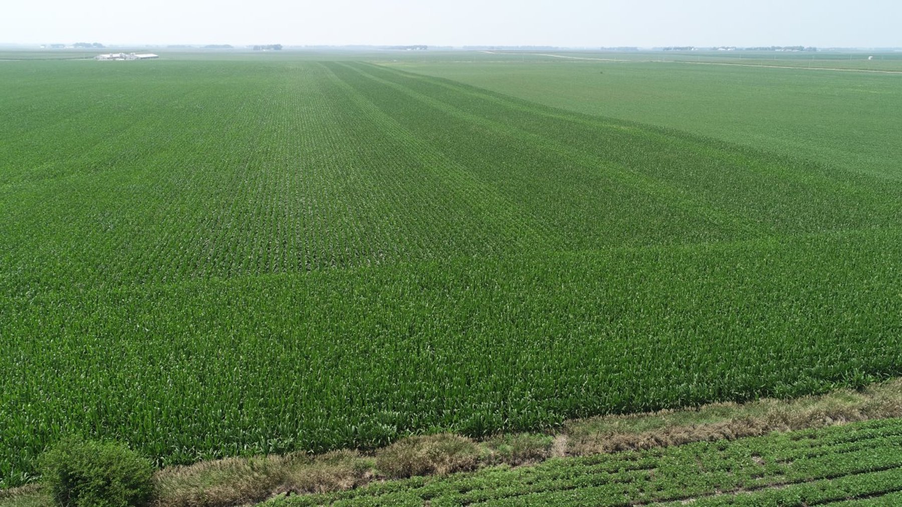 Image for Calhoun County Farmland Auction!