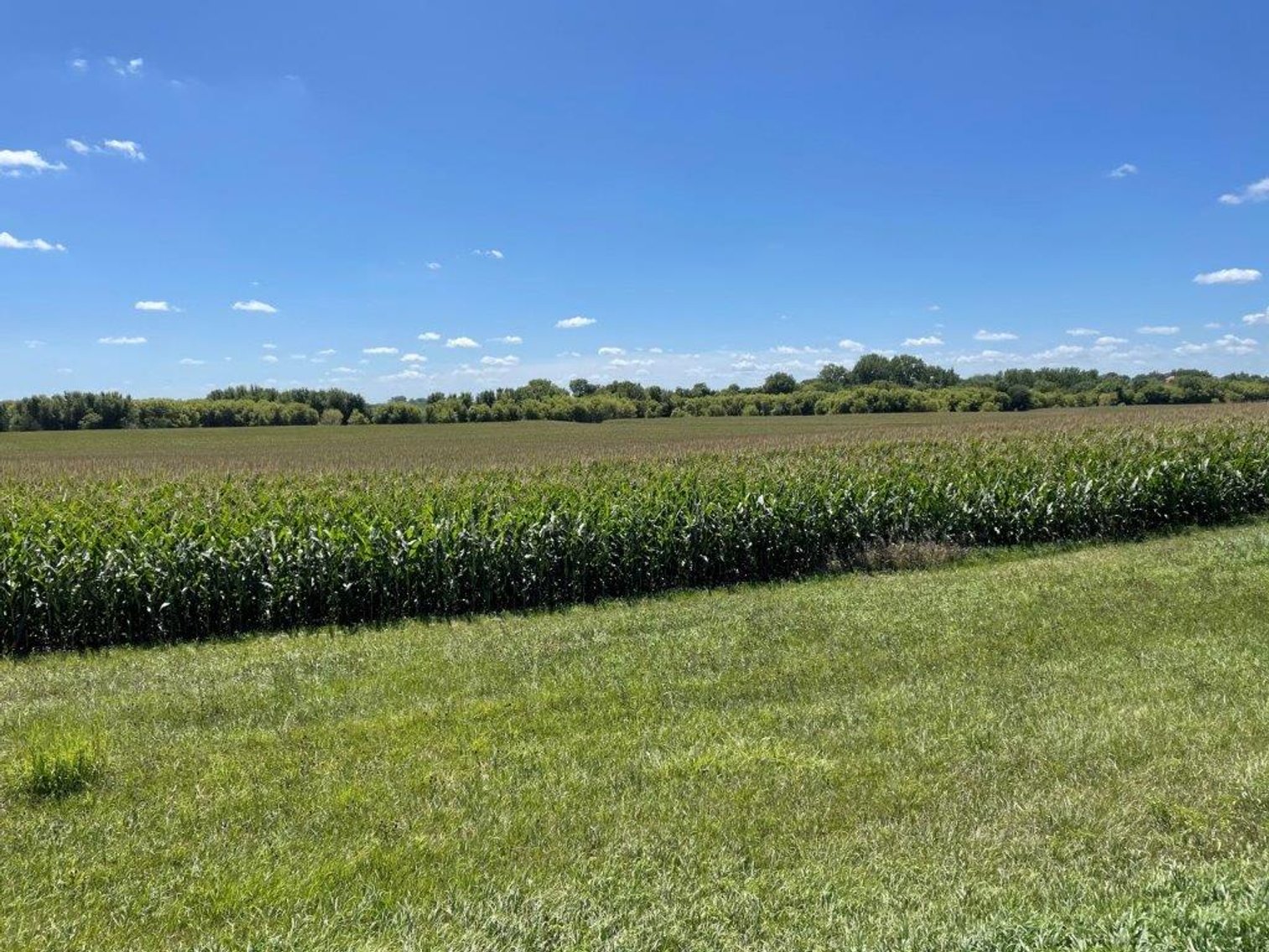 Image for Calhoun County Land Auction!