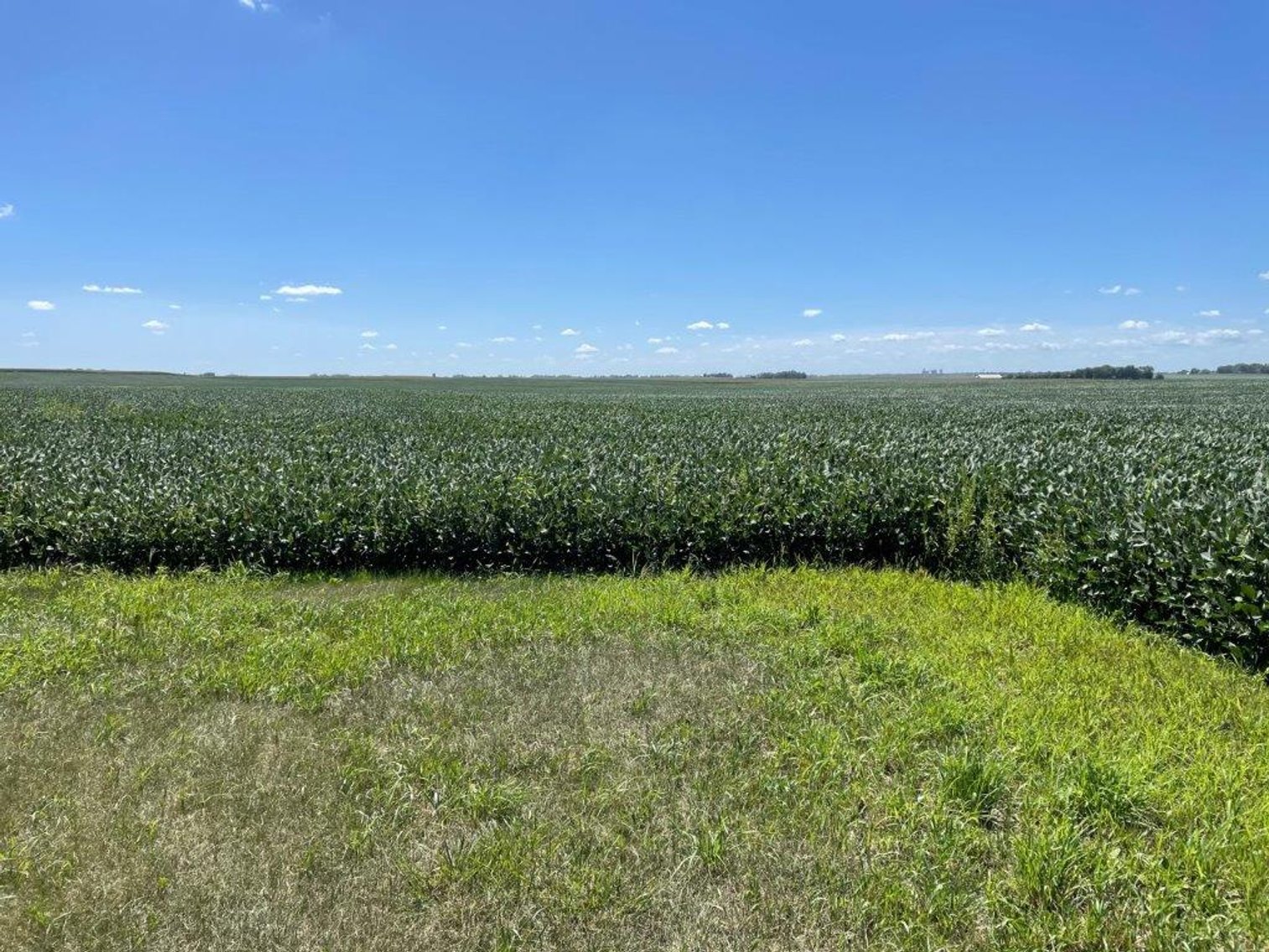 Image for Calhoun County Land Auction!