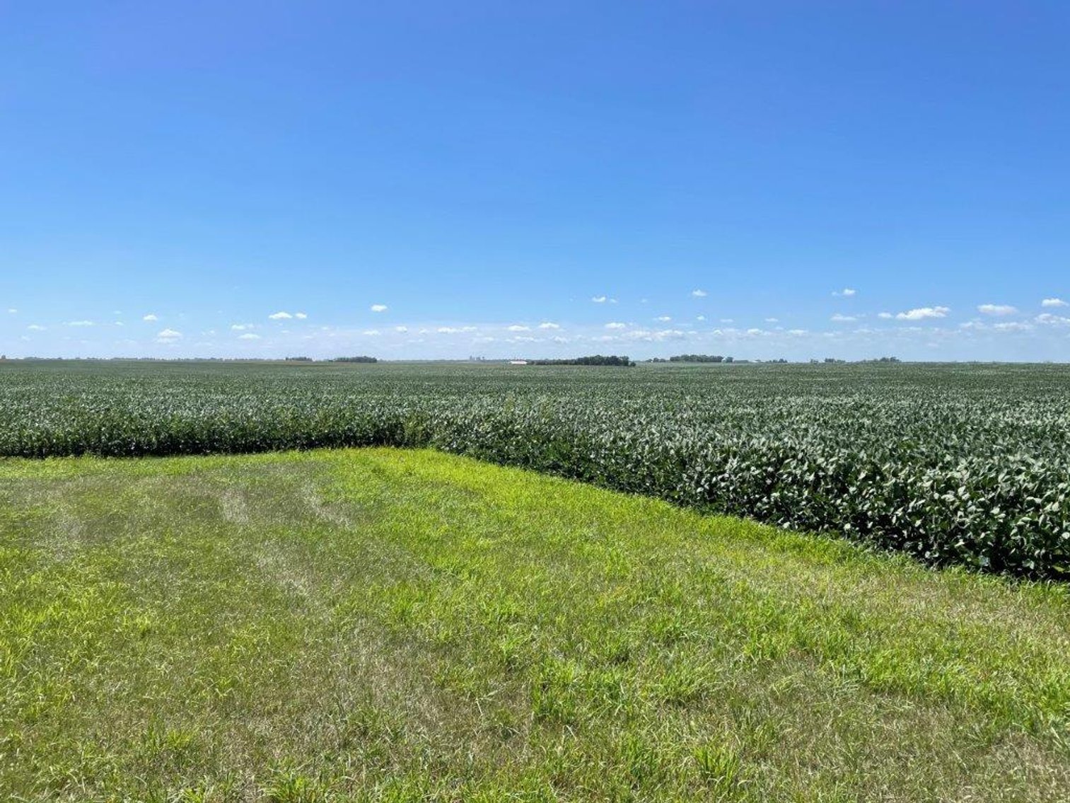 Image for Calhoun County Land Auction!