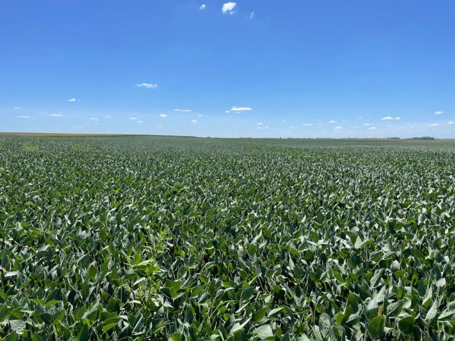 Image for Calhoun County Land Auction!