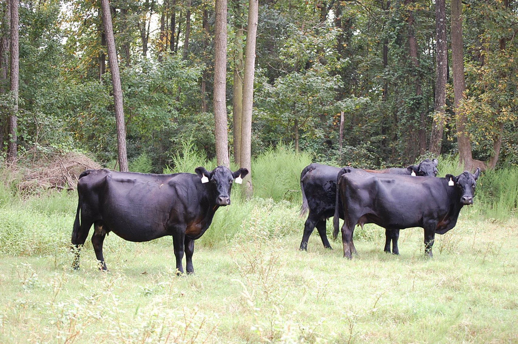 Image for CATTLE AUCTION