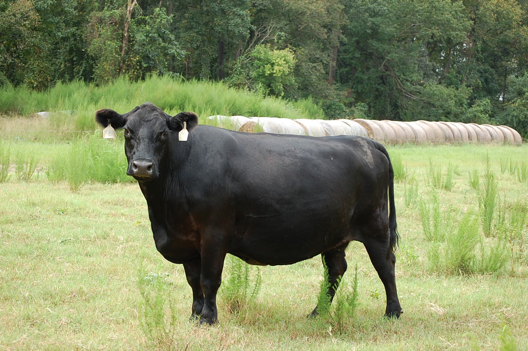 Image for CATTLE AUCTION