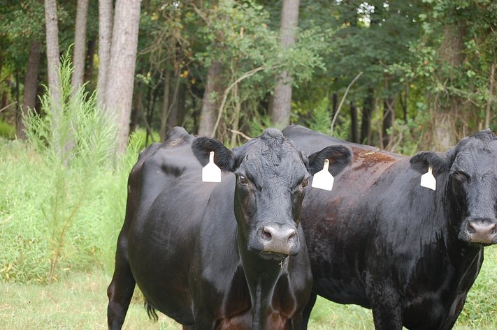 CATTLE AUCTION