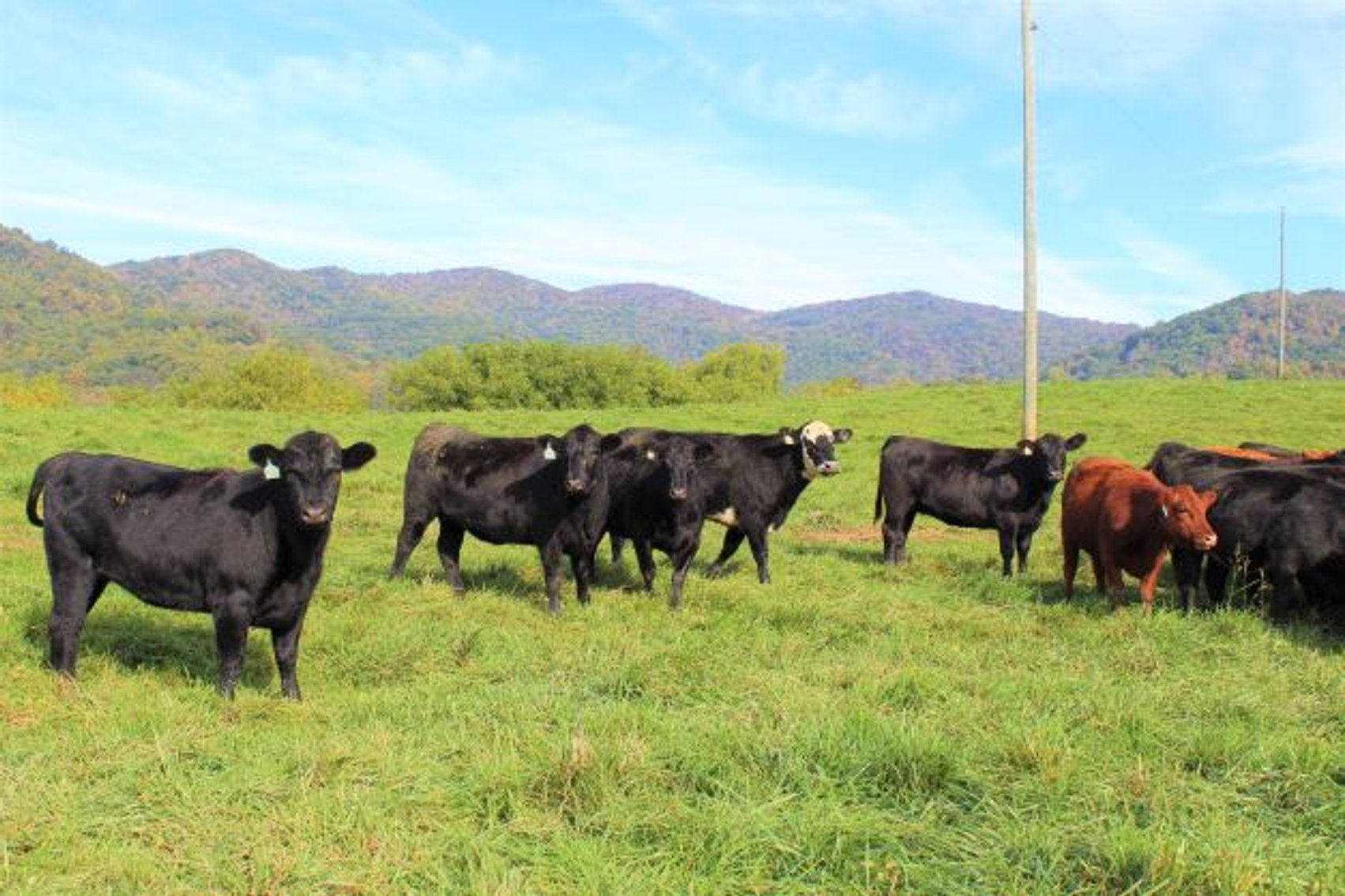 Image for Leachman East Coast Stabilizer Sale