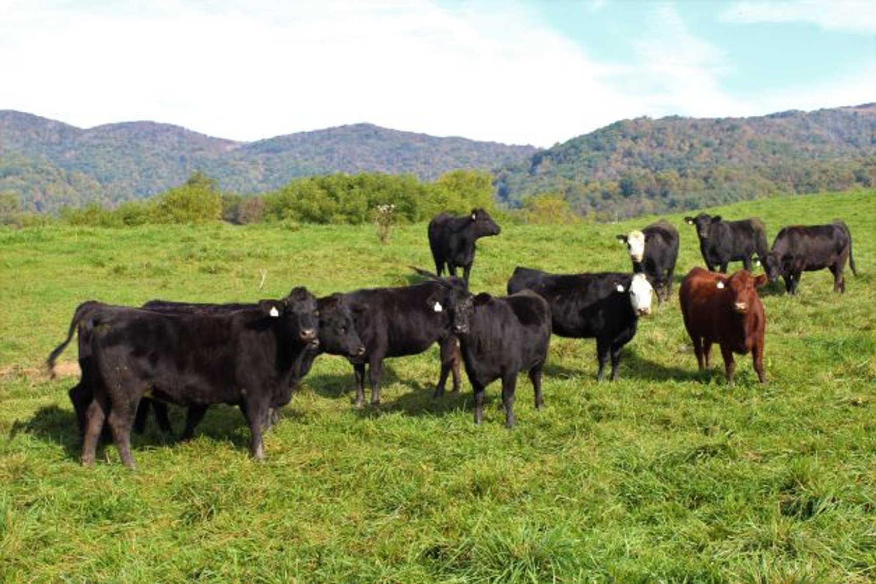 Image for Leachman East Coast Stabilizer Sale