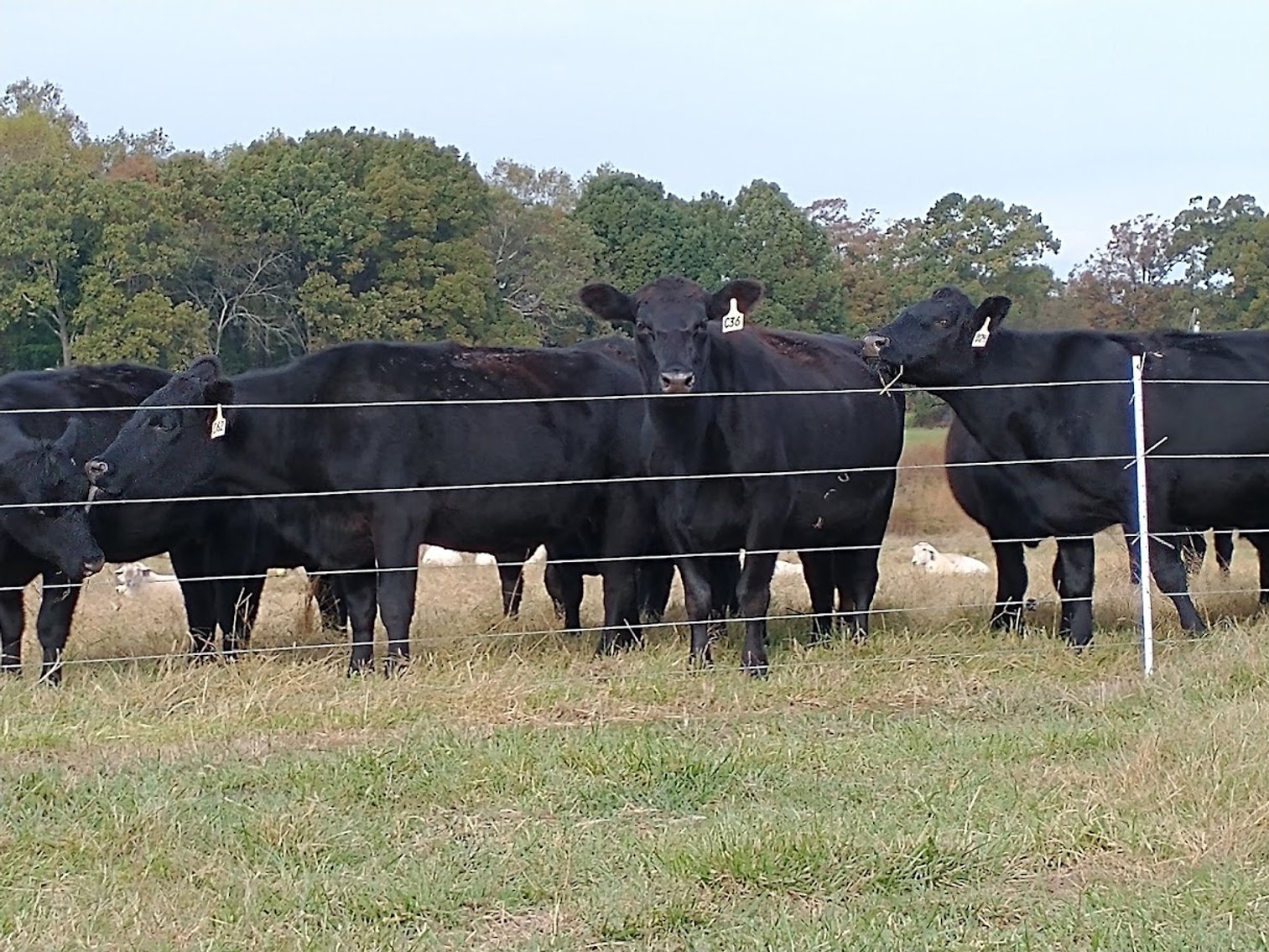 Image for Leachman East Coast Stabilizer Sale