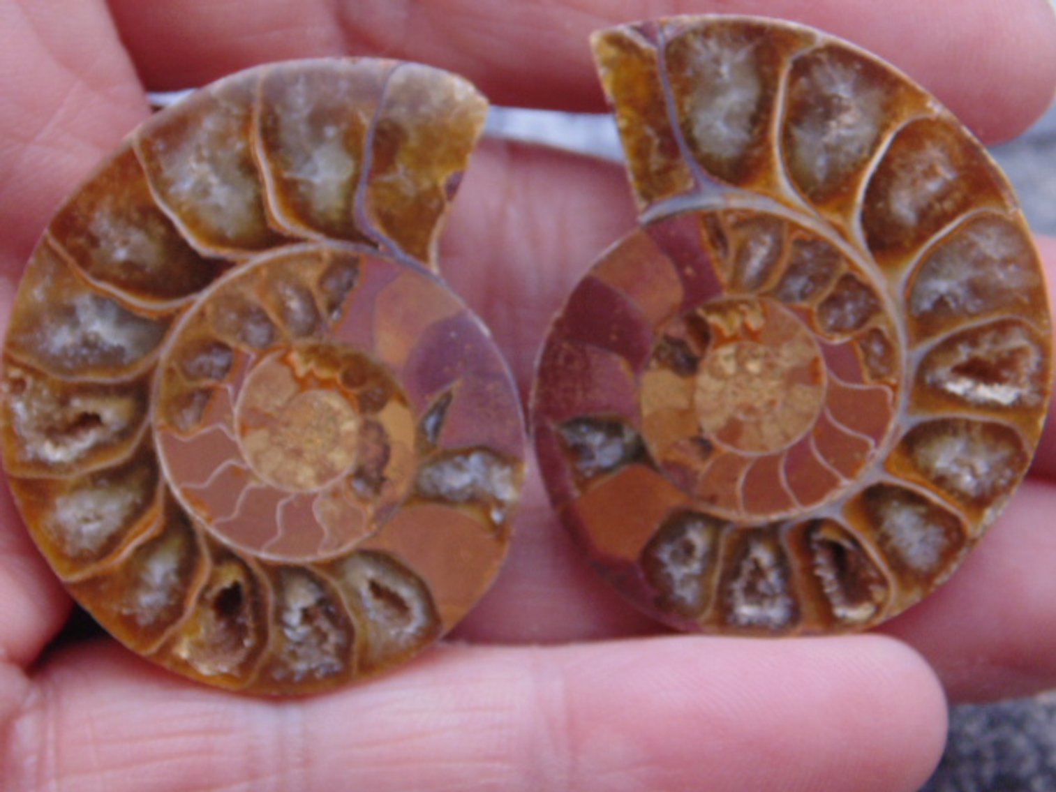 Image for Lapidary: Agates, Fossils, Jewelry, Equipment & More