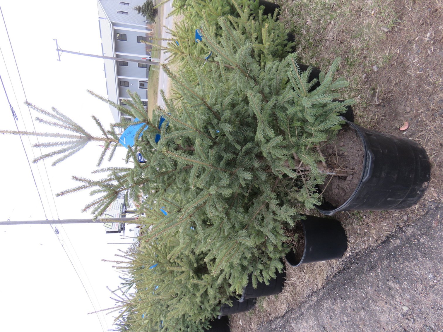 Image for Trees - White Pine, Black Hills Spruce & More