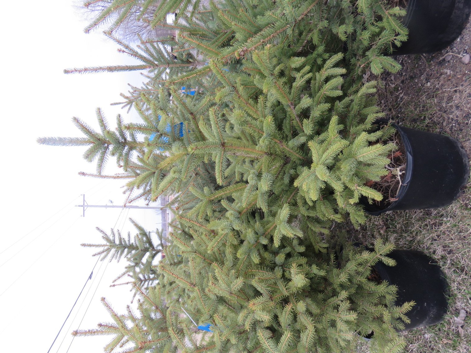 Image for Trees - White Pine, Black Hills Spruce & More