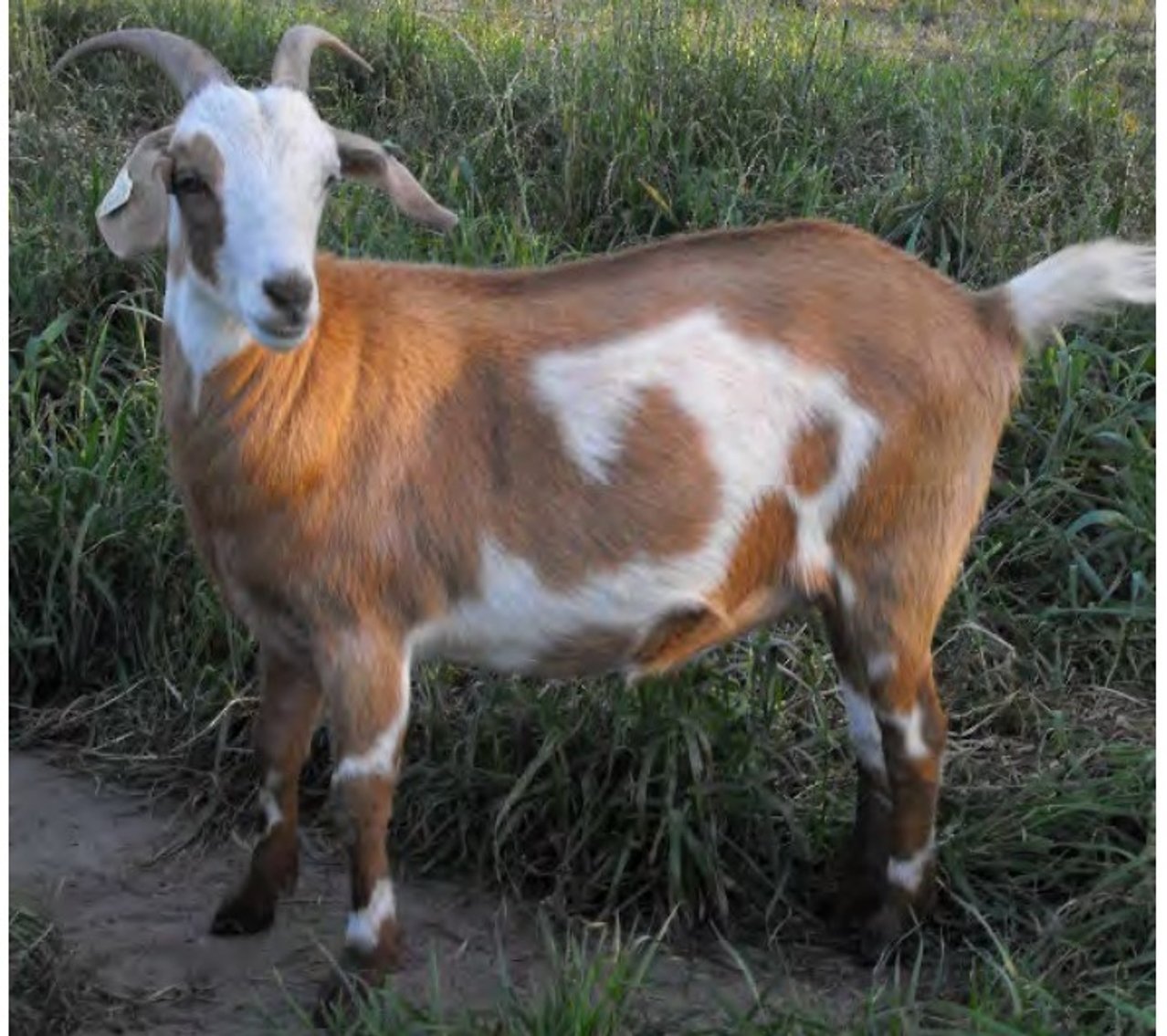 Image for 2022 Heritage Kiko Showcase Sale