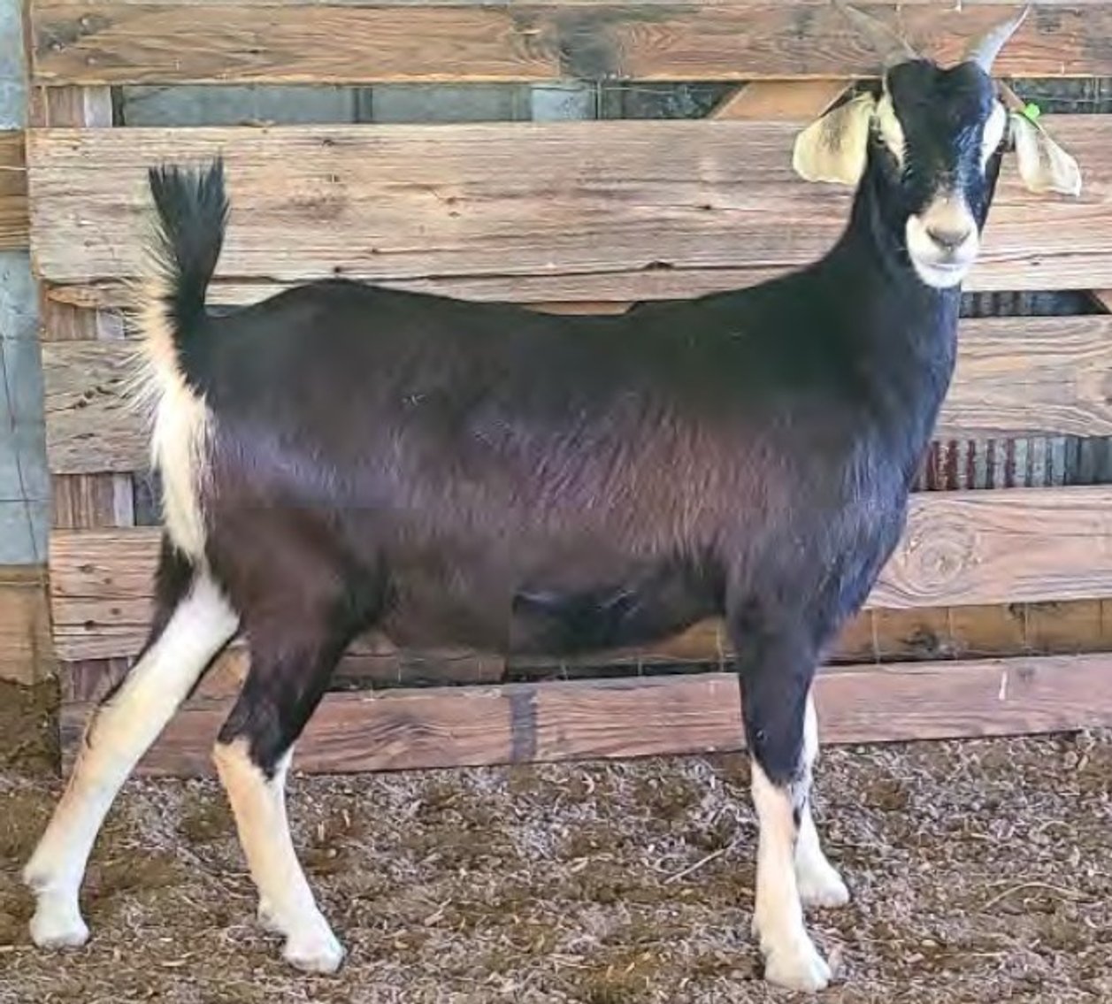 Image for 2022 Heritage Kiko Showcase Sale