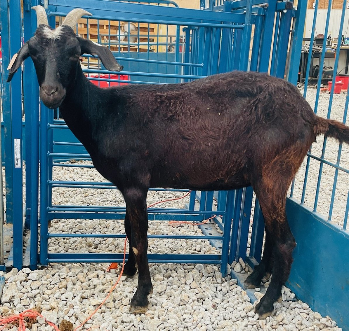 Image for 2022 Heritage Kiko Showcase Sale