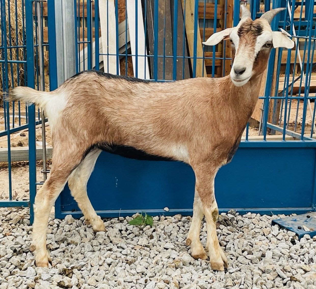 Image for 2022 Heritage Kiko Showcase Sale