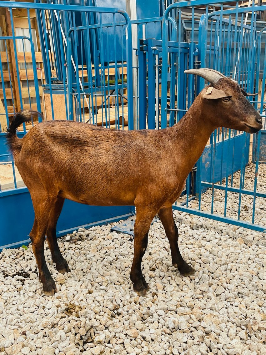 Image for 2022 Heritage Kiko Showcase Sale