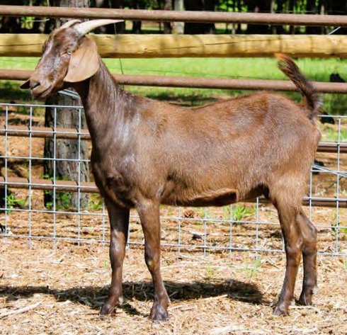 Image for 2022 Heritage Kiko Showcase Sale