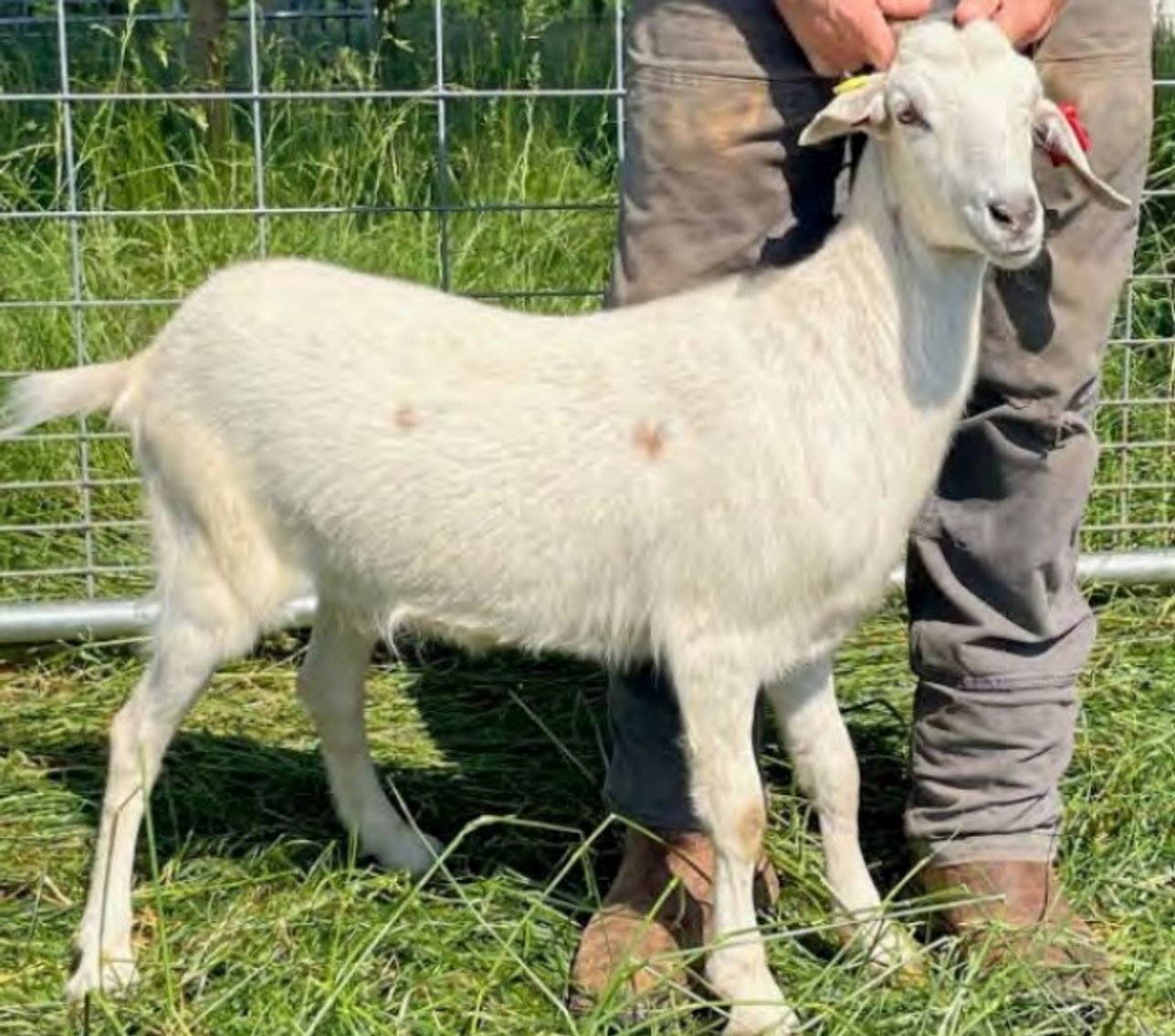 Image for 2022 Heritage Kiko Showcase Sale