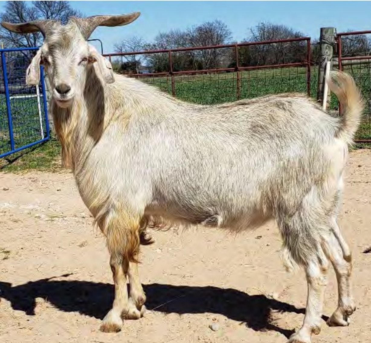 Image for 2022 Heritage Kiko Showcase Sale