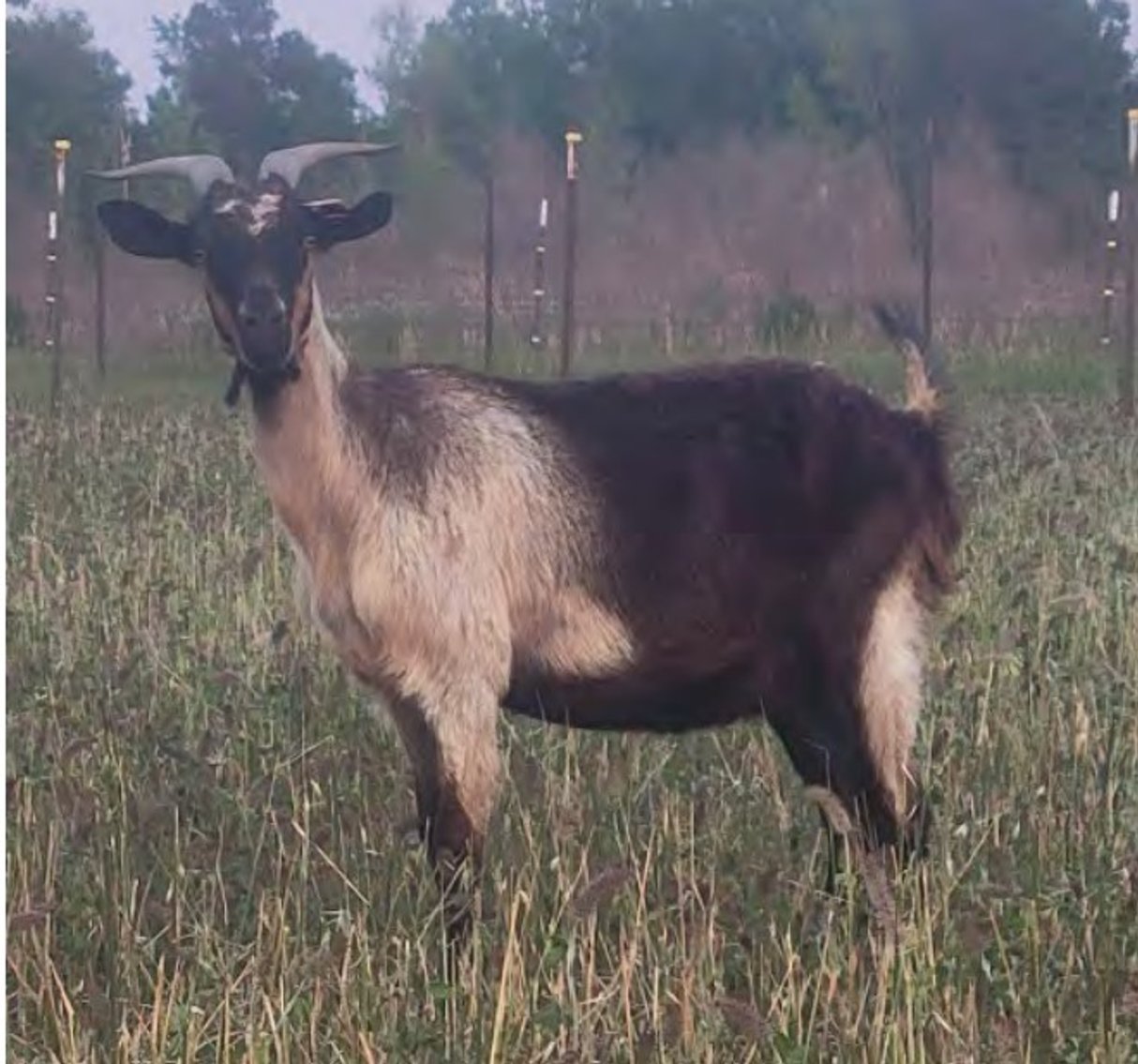 Image for 2022 Heritage Kiko Showcase Sale