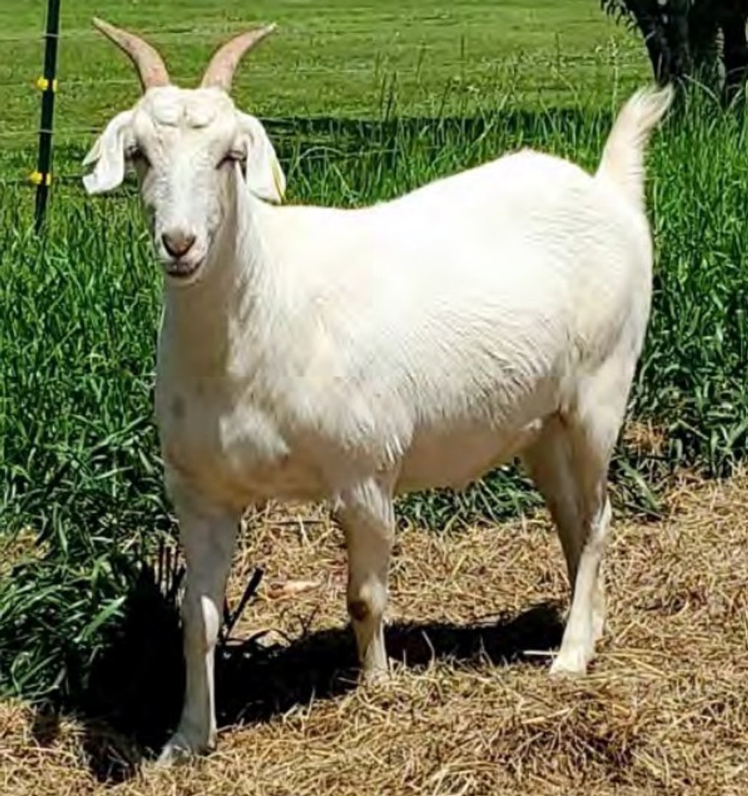 Image for 2022 Heritage Kiko Showcase Sale