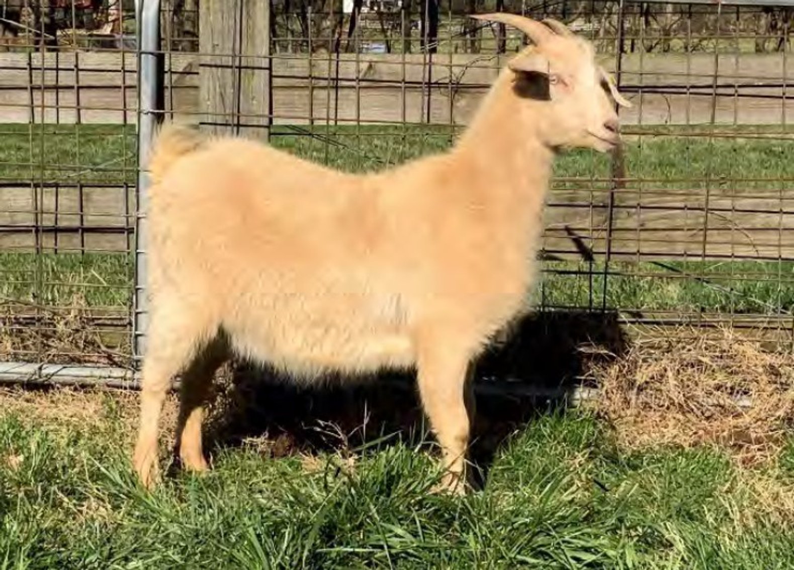 Image for 2022 Heritage Kiko Showcase Sale