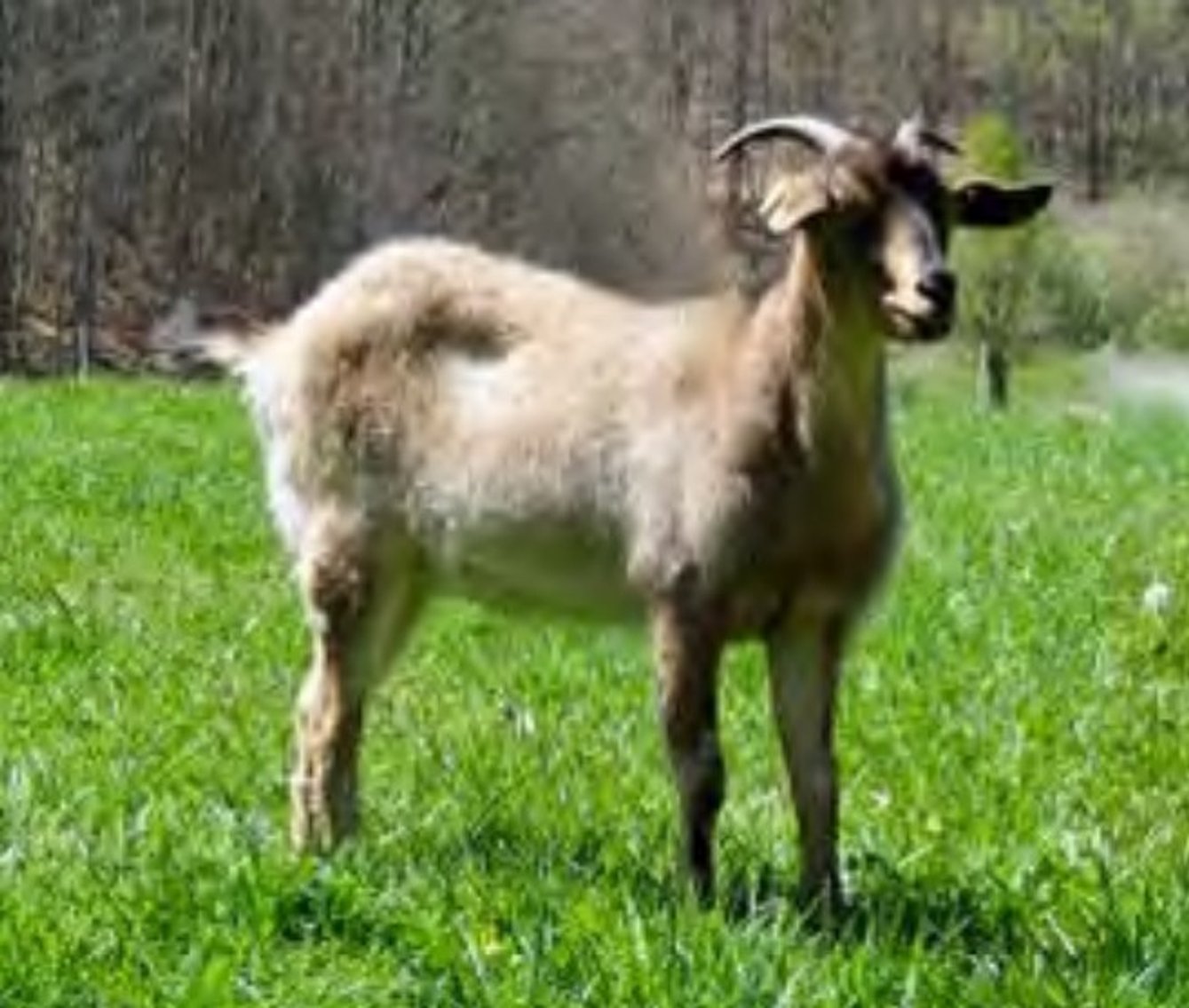 Image for 2022 Heritage Kiko Showcase Sale