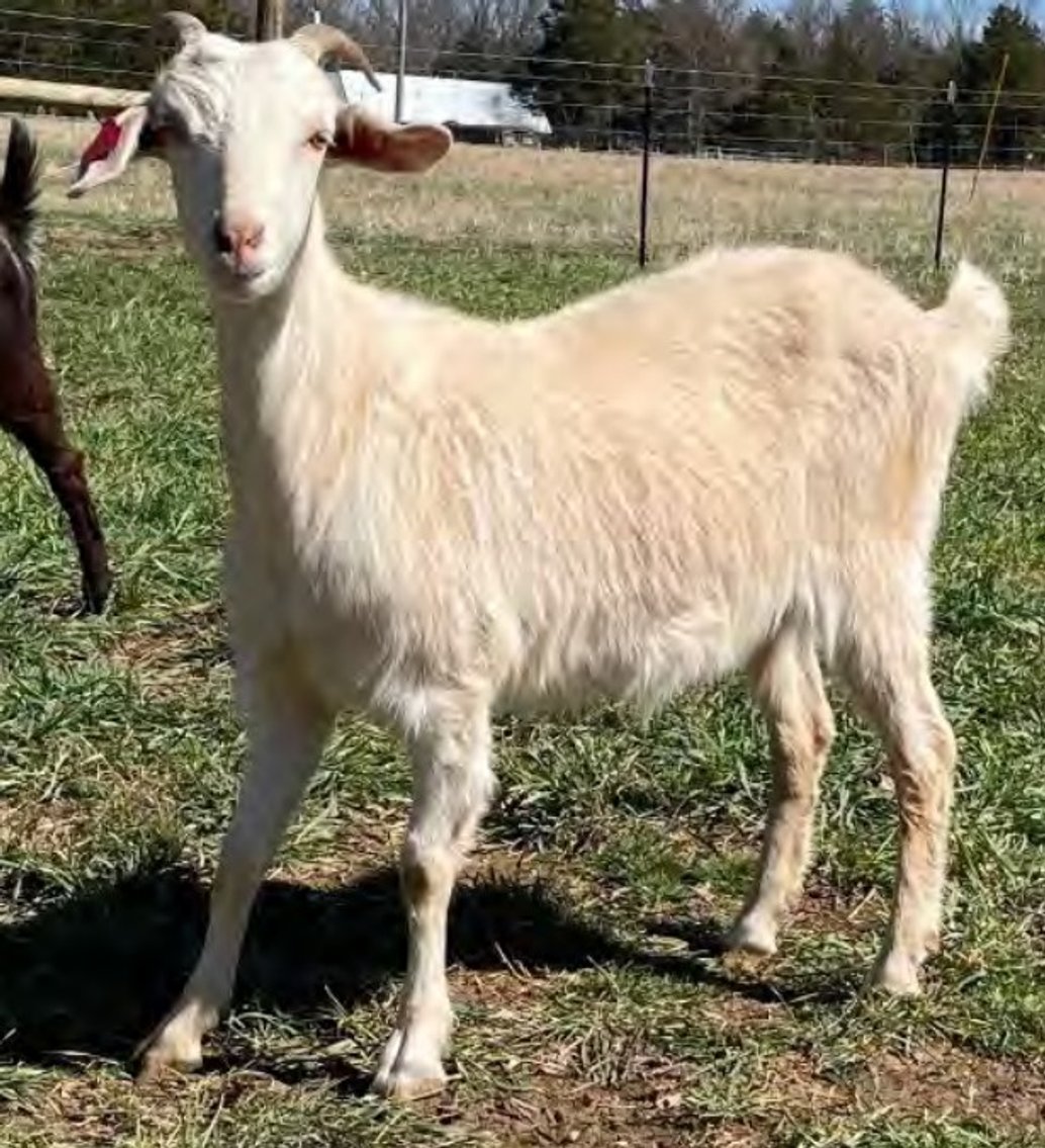 Image for 2022 Heritage Kiko Showcase Sale