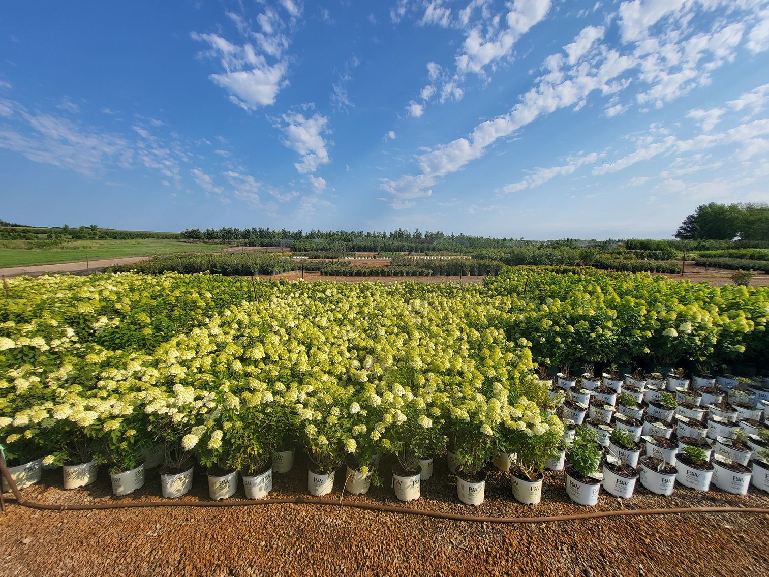 Image for Wilson's Nursery Fall 2022 Inventory Reduction