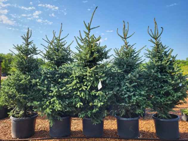 Image for Wilson's Nursery Fall 2022 Inventory Reduction