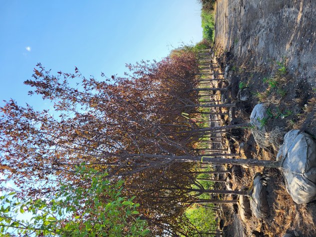 Image for Wilson's Nursery Fall 2022 Inventory Reduction