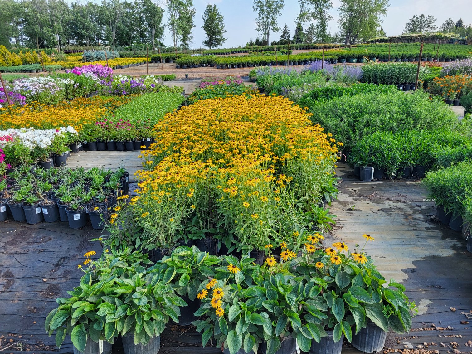 Image for Wilson's Nursery Fall 2022 Inventory Reduction