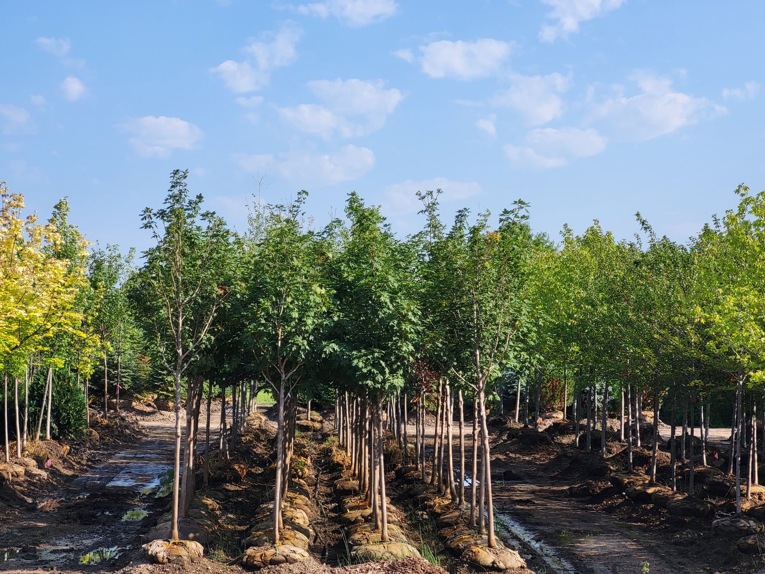 Image for Wilson's Nursery Fall 2022 Inventory Reduction