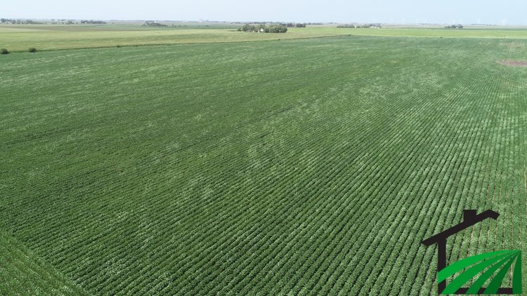 Image for Webster County Farmland Auction!