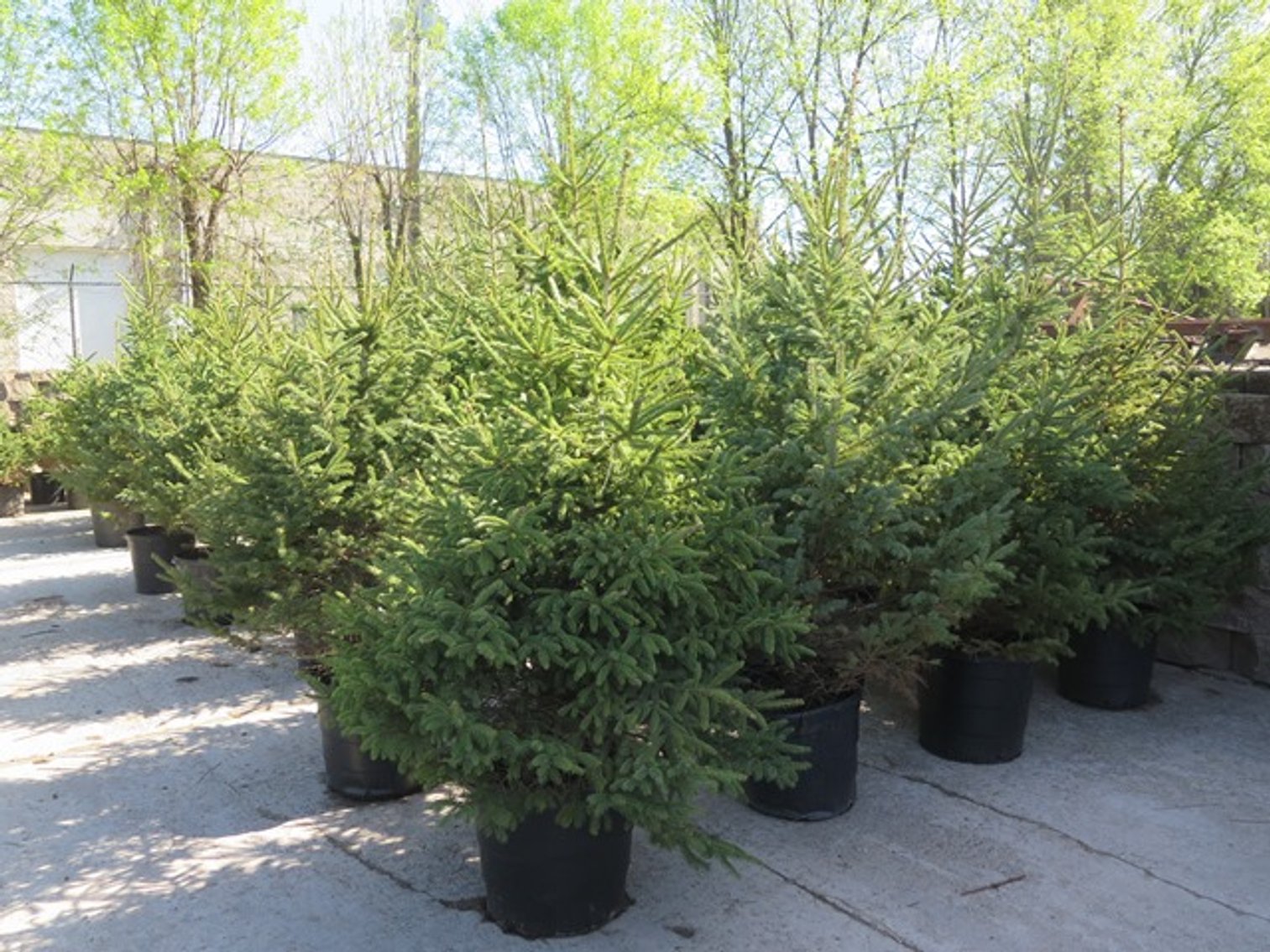 Image for Trees & Mulch - White Pine, Black Hills Spruce & More