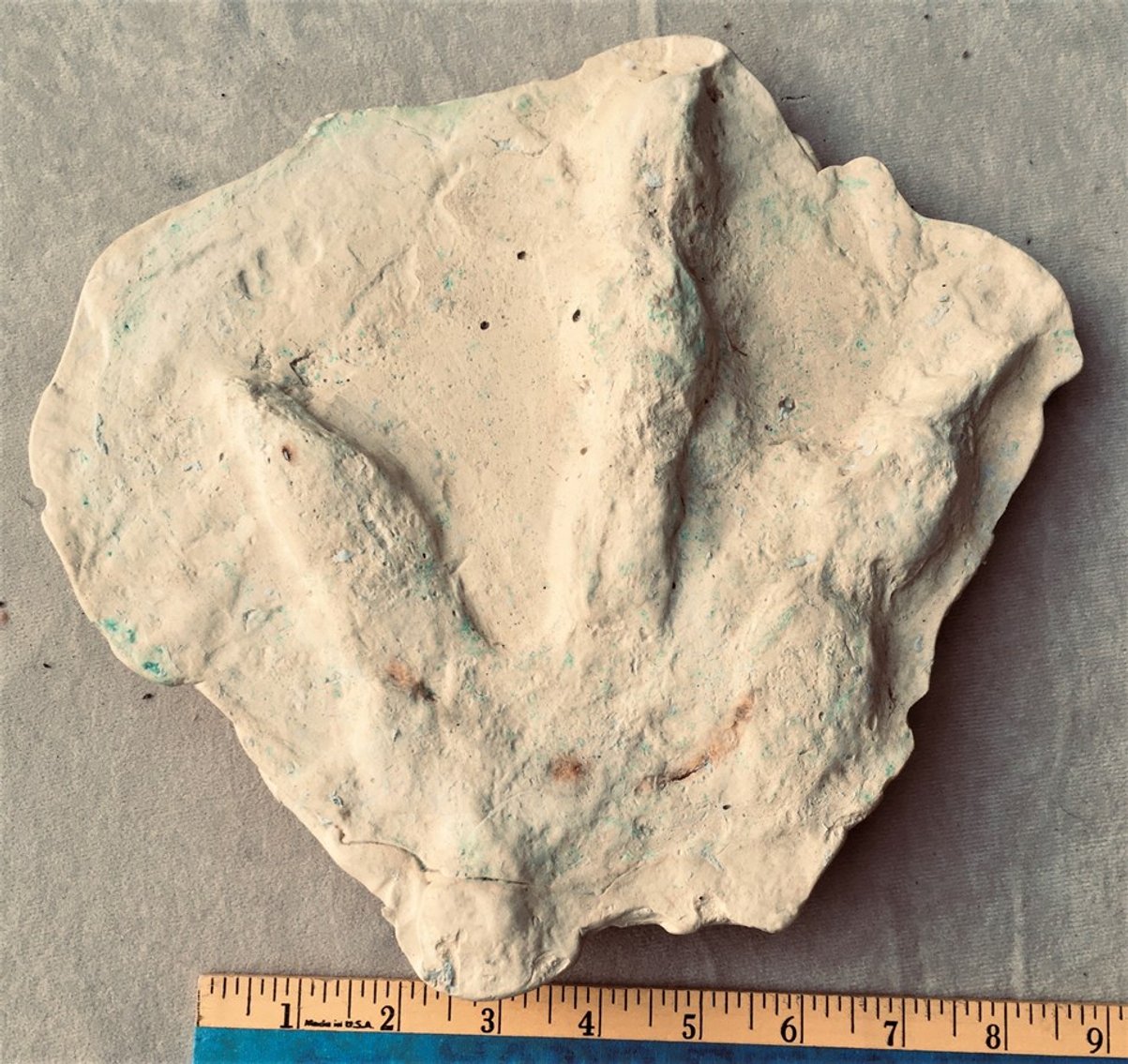 Image for Fossils, Museum Specimens, Minerals, Crystals & More