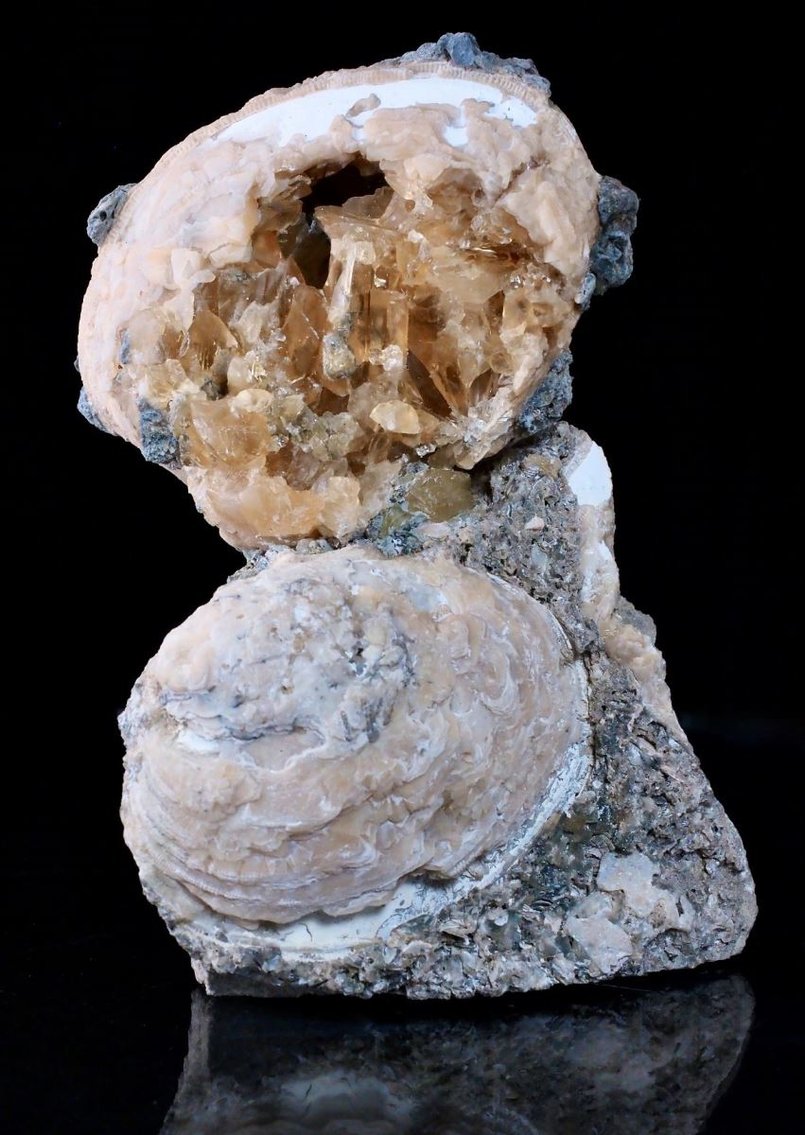Image for Fossils, Museum Specimens, Minerals, Crystals & More